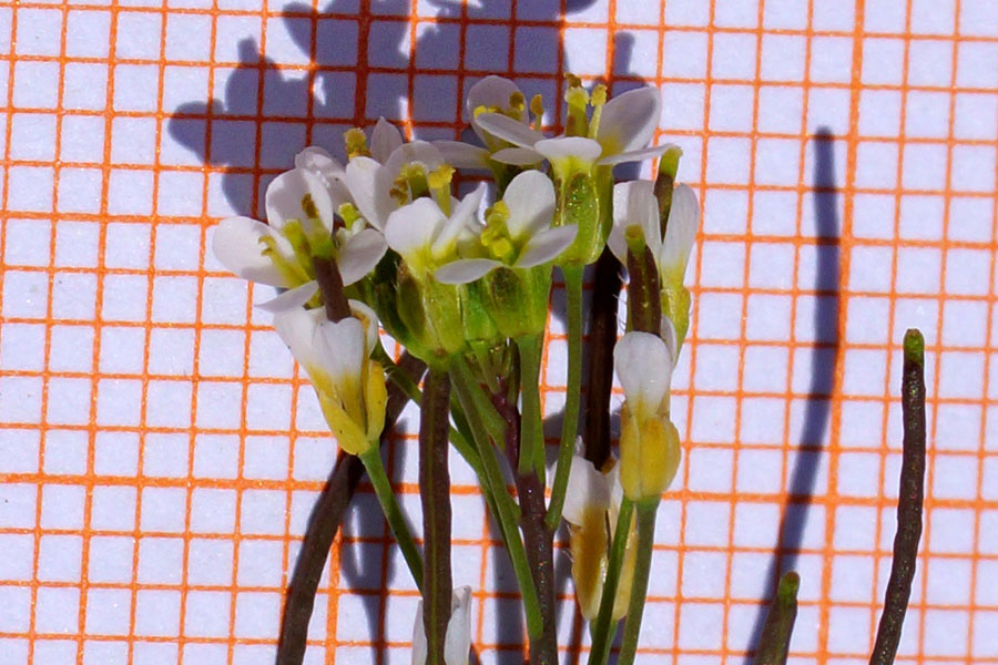 Arabidopsis thaliana / Arabetta comune